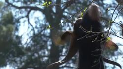 CLEAN : The new weapon against fires in Barcelona city News Clip