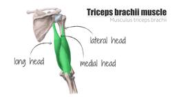 Triceps brachii muscle Instructional Video