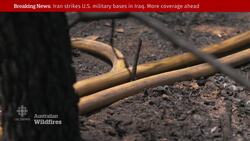 Volunteers, Canadians battling Australia wildfires News Clip