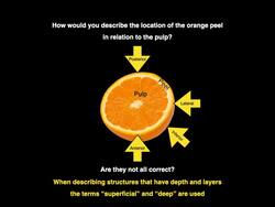 Superficial and Deep Instructional Video