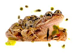 ¿Qué es un ciclo de vida? Instructional Video