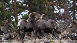 Alberta's special hunting licences garner nearly $1M at U.S. auctions News Clip