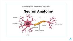 Python for Deep Learning - Build Neural Networks in Python - Anatomy and Function of Neurons Instructional Video