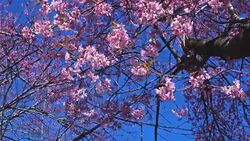 cherry flower with blue sky in spring time Stock Footage