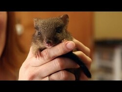 Bettong Joey Project Instructional Video