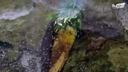 The Scary Day in the Life of a Harvester Collecting Wild Bee Honey Instructional Video