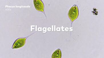 How Do Protozoa Get Around?
