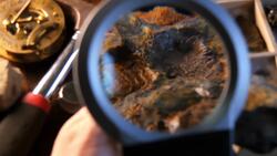 What Color Were Dinosaurs? Instructional Video