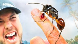 Bitten by the Biggest Ant in the World! Instructional Video