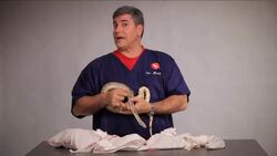 3 Biggest Snakes in the World Instructional Video