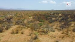 Protecting Pangolins From Poachers in South Africa Instructional Video
