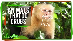 Animals That Do Drugs Instructional Video