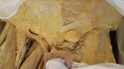 Muscles Associated with the Testes: Anatomy and Function Instructional Video