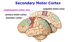 The Sensorimotor System and Human Reflexes Instructional Video