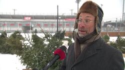 Check out the Christmas trees getting a 2nd life in this Montreal park News Clip