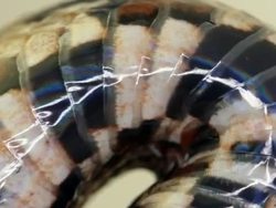 Snake Locomotion Instructional Video