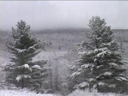 Exploring Forest Biomes: Coniferous Forests Instructional Video
