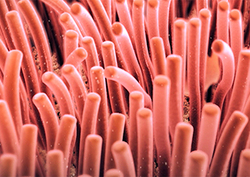 Cilia Instructional Video