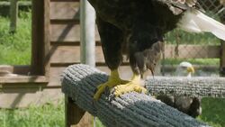 Know The Very Important Differences Between Bald and Golden Eagles! Instructional Video