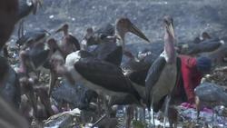 Africa's solid waste is growing, posing a climate threat News Clip