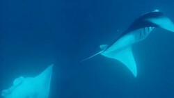 Manta Rays in Hanifaru bay, Maldives Stock Footage