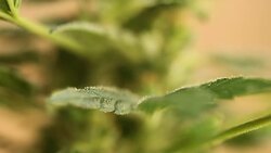 medical cannabis Stock Footage