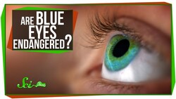 Are Blue Eyes Endangered? Instructional Video