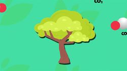 I WONDER - Why Are Trees Important? Instructional Video