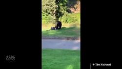 #TheMoment a curious bear stole a golfer's new bag News Clip