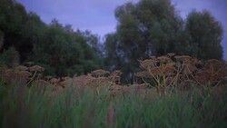 bunches of Heracléum wild plant Stock Footage