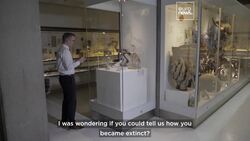 Extinct no more: AI is bringing the dodo back to life (kinda) at a museum in Cambridge Instructional Video