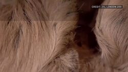 Baby sloth welcomed at London Zoo News Clip