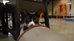 Pets and Animals: Stories of Warmth, Joy, and Connection Instructional Video