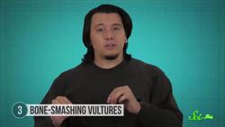 8 Bone Eating Animals Instructional Video