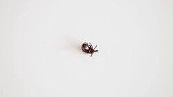 Ticks having sex Stock Footage