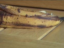 Exploring Fossils: Fossil Formation Instructional Video