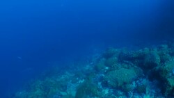 Group of Scalloped Hammerhead shark at sea reef of Darwin Island, Galapagos Stock Footage