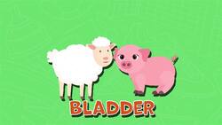 I WONDER - What Was The First Football Made From? Instructional Video