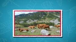 High Five Facts - Italy Choca Esos Cinco - Italia Instructional Video