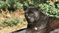 The Black Panther In The Wild: Incredible Close-Up Footage Stock Footage