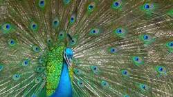 I WONDER - Why Do Male Birds Have Colourful Feathers? Me Pregunto - Por Qué Los Pájaros Machos Tienen Plumas Más Coloridas? Instructional Video