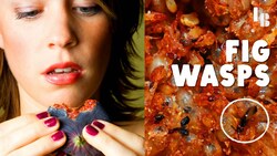 Figs Eat Wasps Before You Eat The Fig Instructional Video