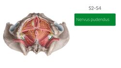 Nerven des weiblichen Beckens Instructional Video