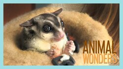 Meet and Greet: Gizmo & Gadget Instructional Video