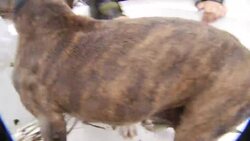 Dogs, cats rescued by boat in Jacksonville, NC Instructional Video