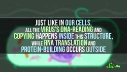 The Virtually-Unkillable Virus That Makes Itself a Nucleus Instructional Video