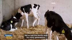 Too much manure, too little action: Dutch farming tests EU green goals News Clip