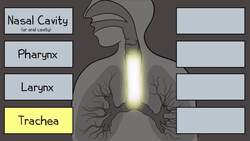 Respiratory System Instructional Video