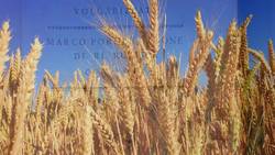 What It Was Like to Be a Roman Slave Instructional Video