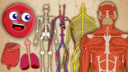 The Human Body! | KLT Anatomy Instructional Video
